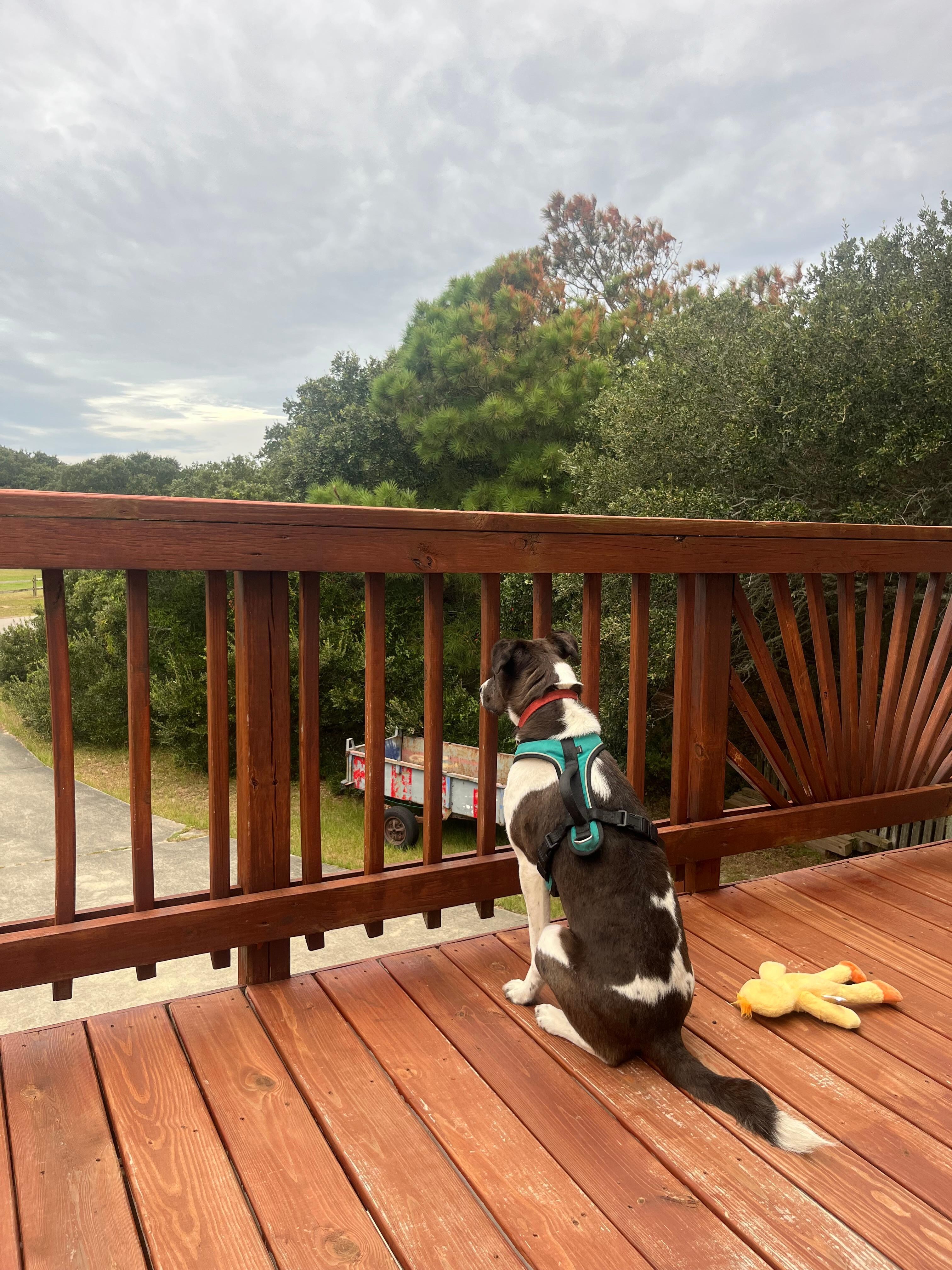 Park observers ❤️ 🐶