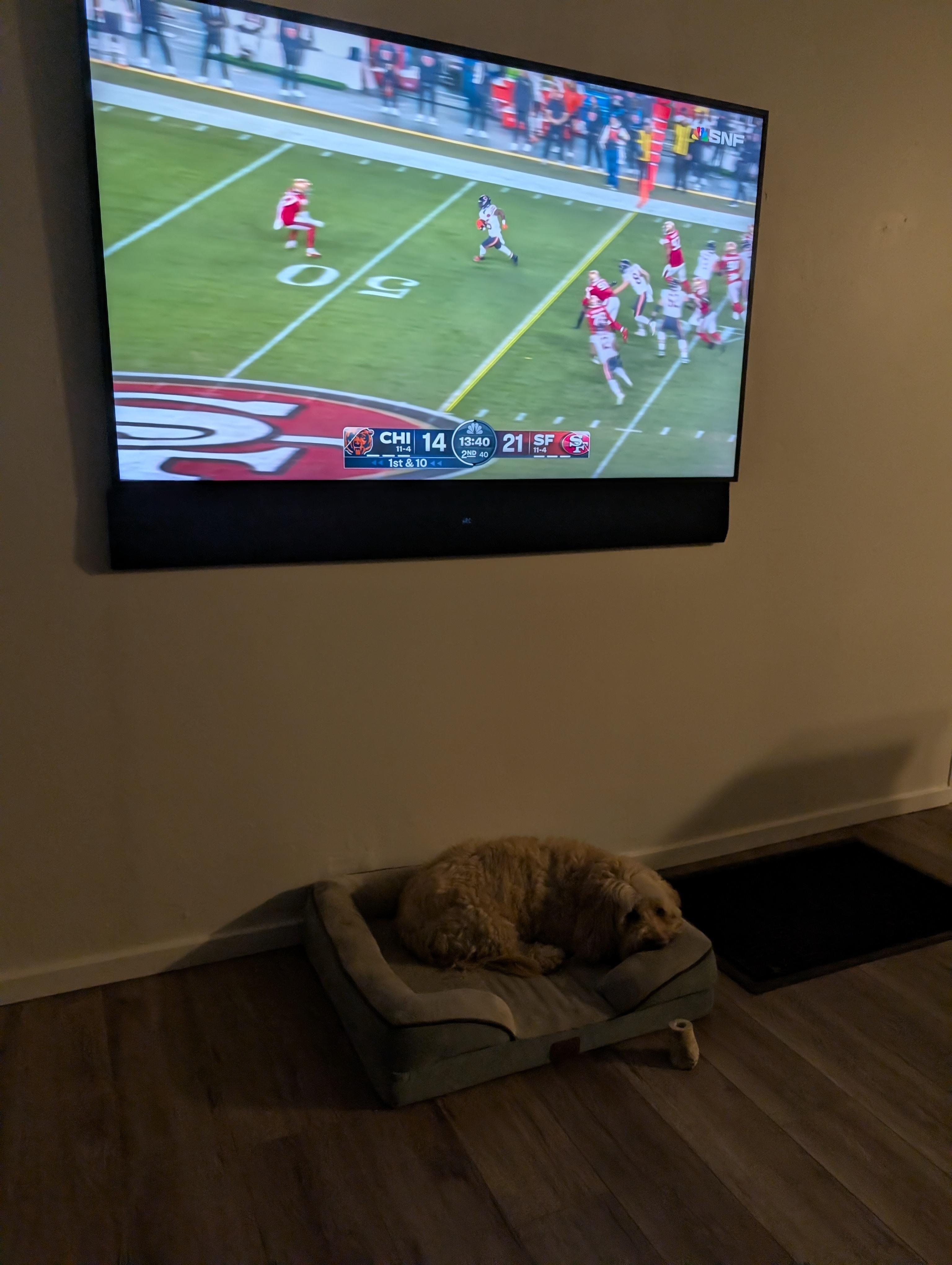Lolly discovering the dog bed as we were watching the game. Loved the TV.