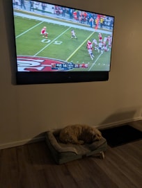 Lolly discovering the dog bed as we were watching the game. Loved the TV.