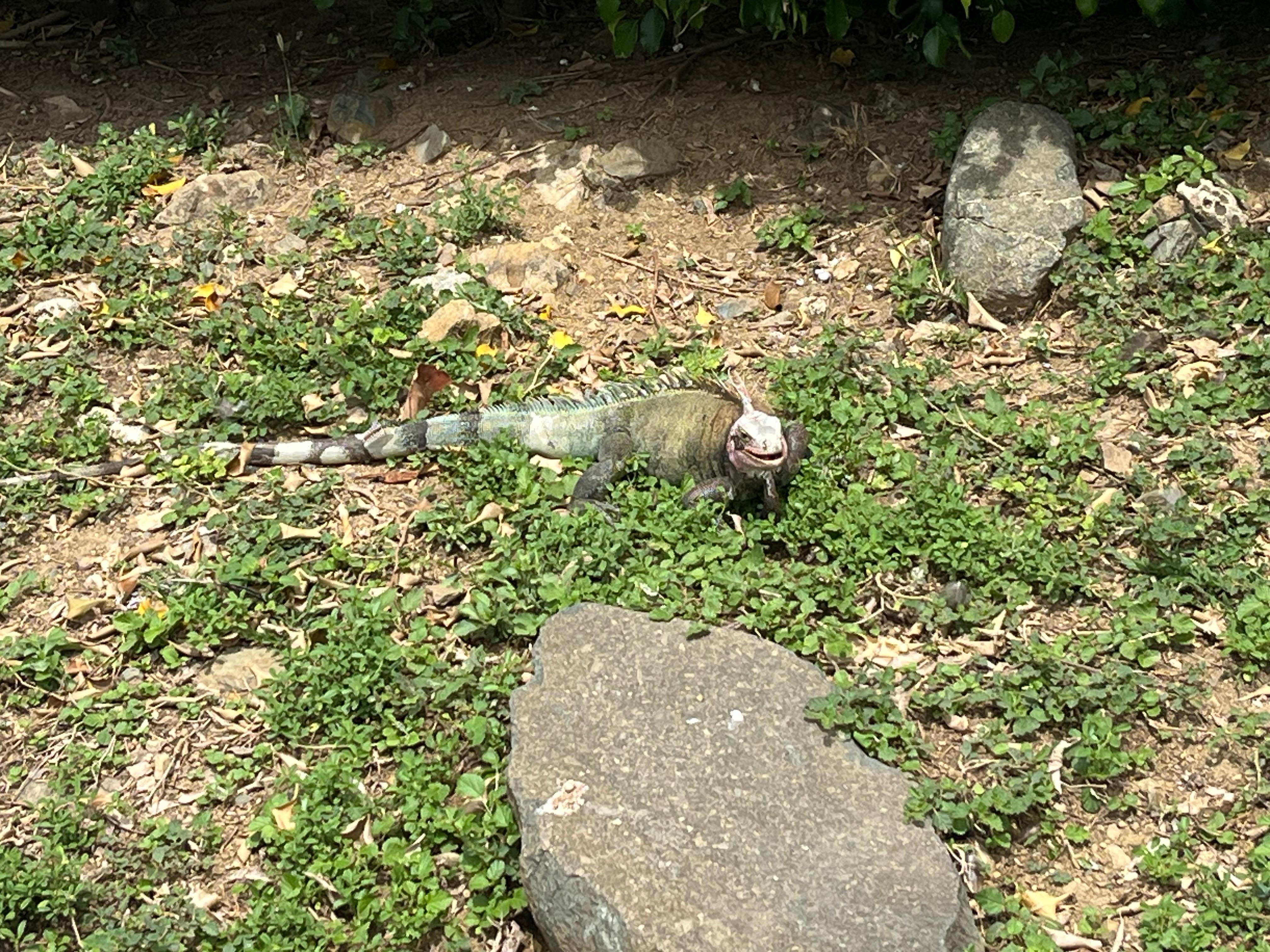 Part of our morning walks