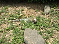 Part of our morning walks