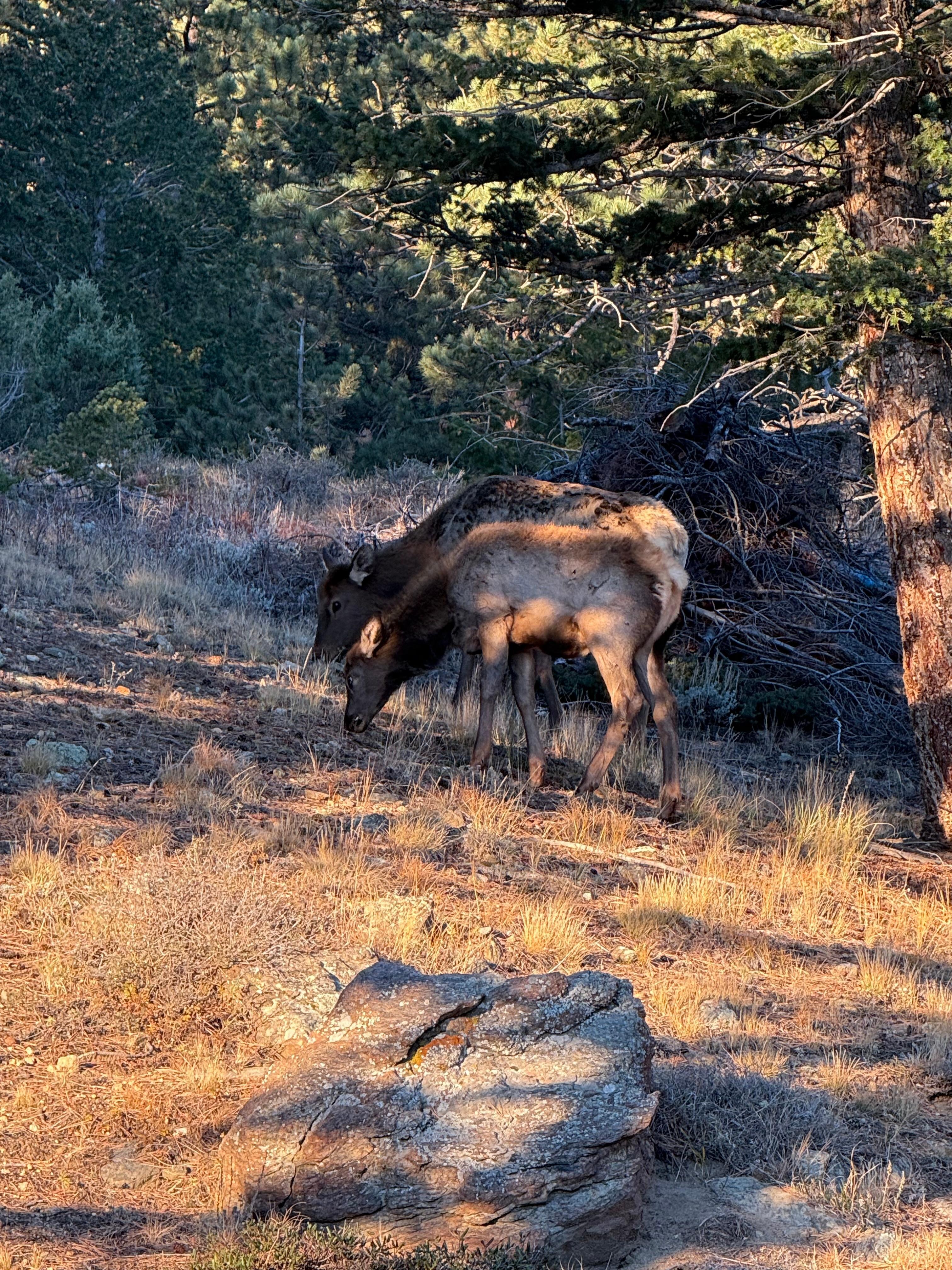 A cow with her baby! The bull wasn’t far behind them 