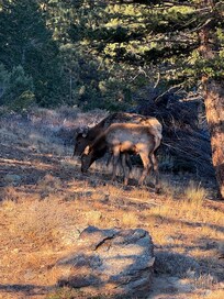 A cow with her baby! The bull wasn’t far behind them