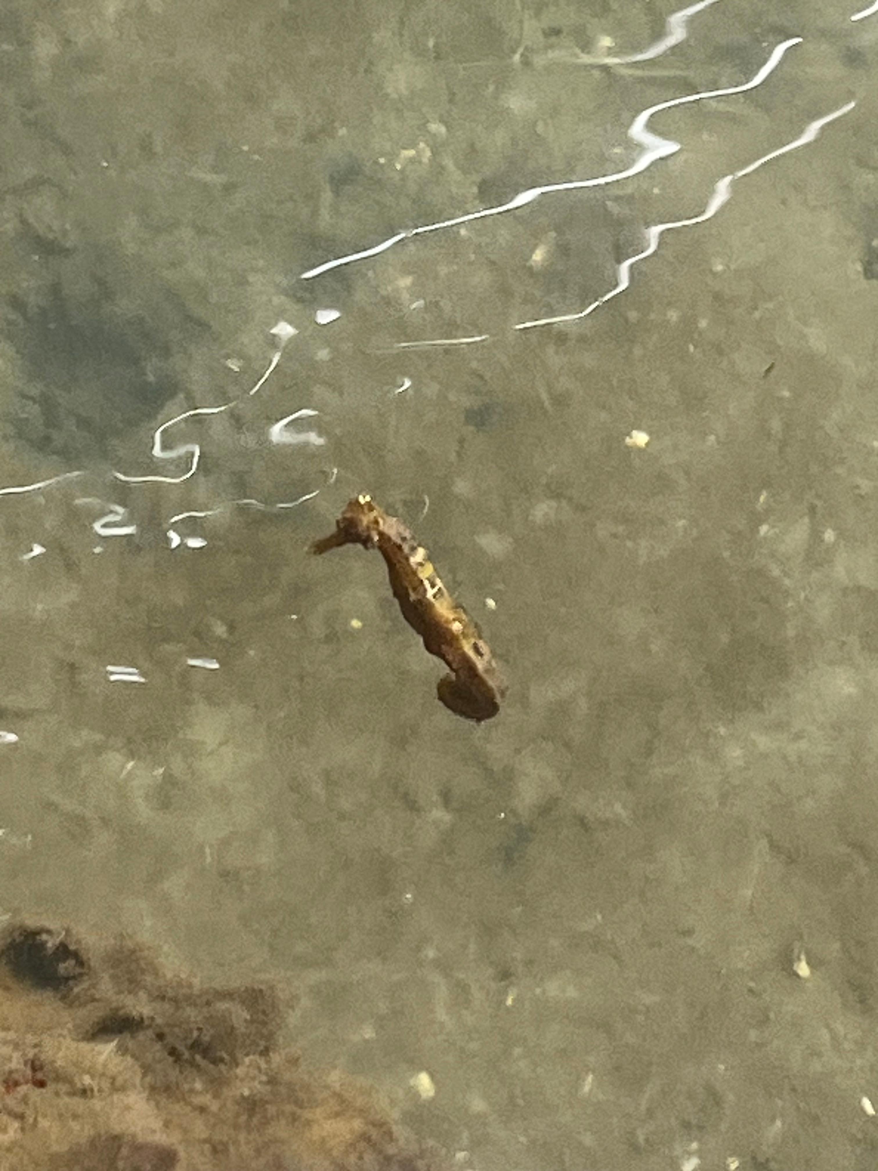 Fortunate to spot a seahorse in front of cabin. 