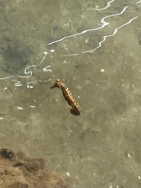 Fortunate to spot a seahorse in front of cabin.