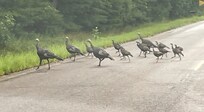 A family of wild turkeys crossing the road near the lodge