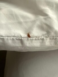 Bed bug