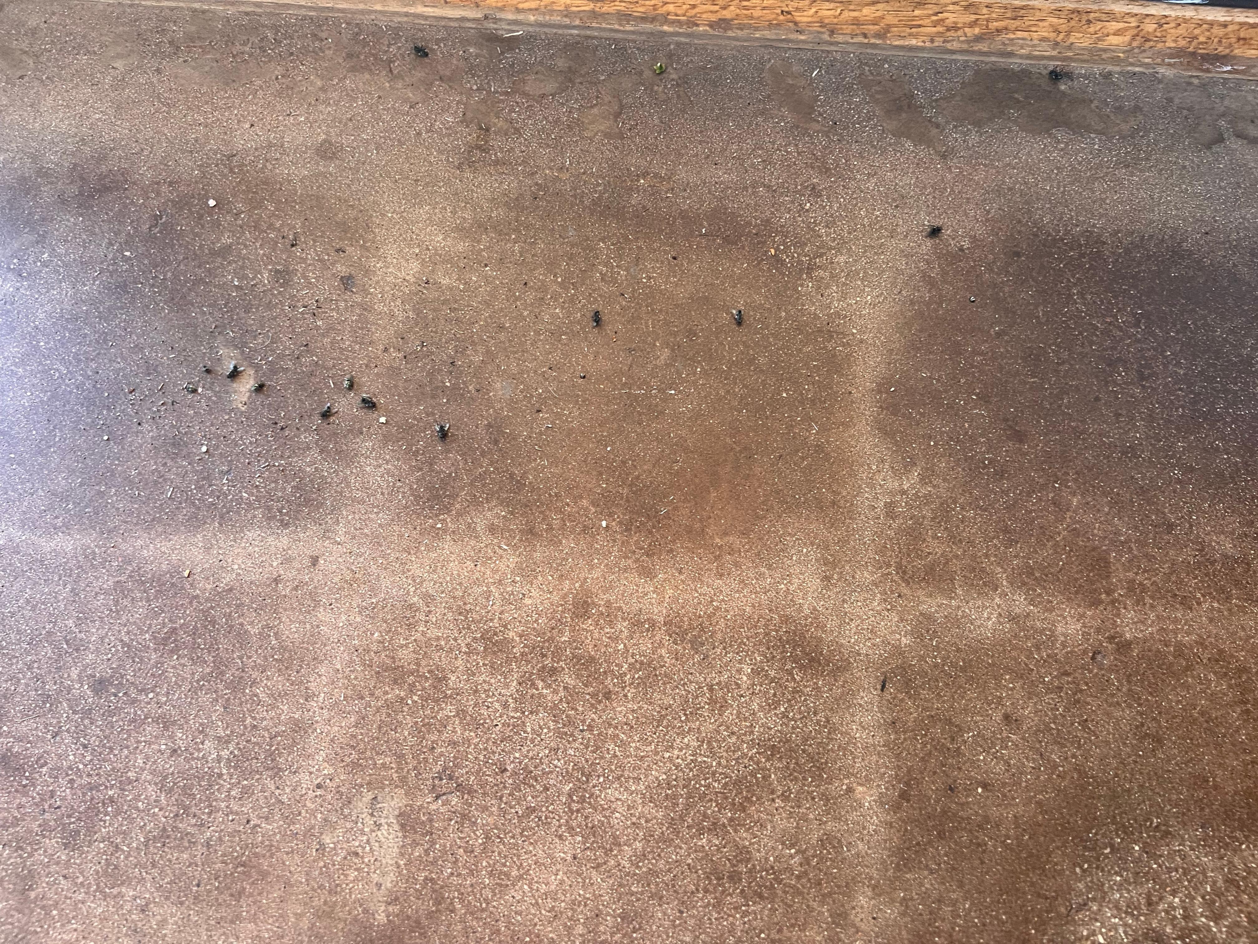 dead bugs all over the floor 