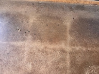 dead bugs all over the floor