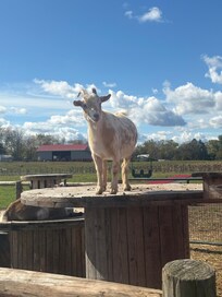 Goat friend at Today Farm