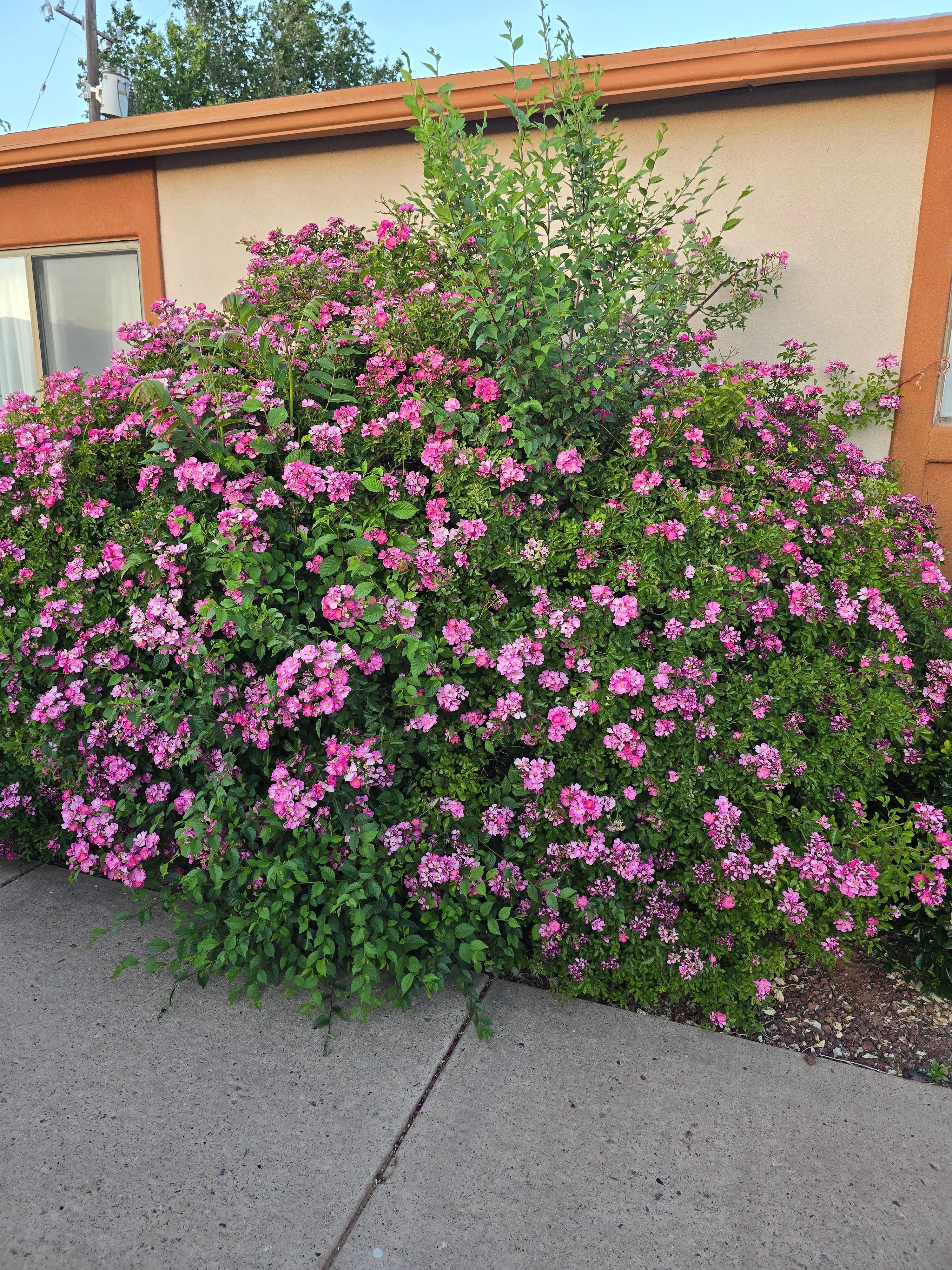 Flowers outside