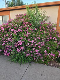 Flowers outside