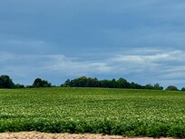 July potato field in blossom near Fort Fairfield’s annual festival