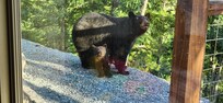 Momma bear and her 3 cubs