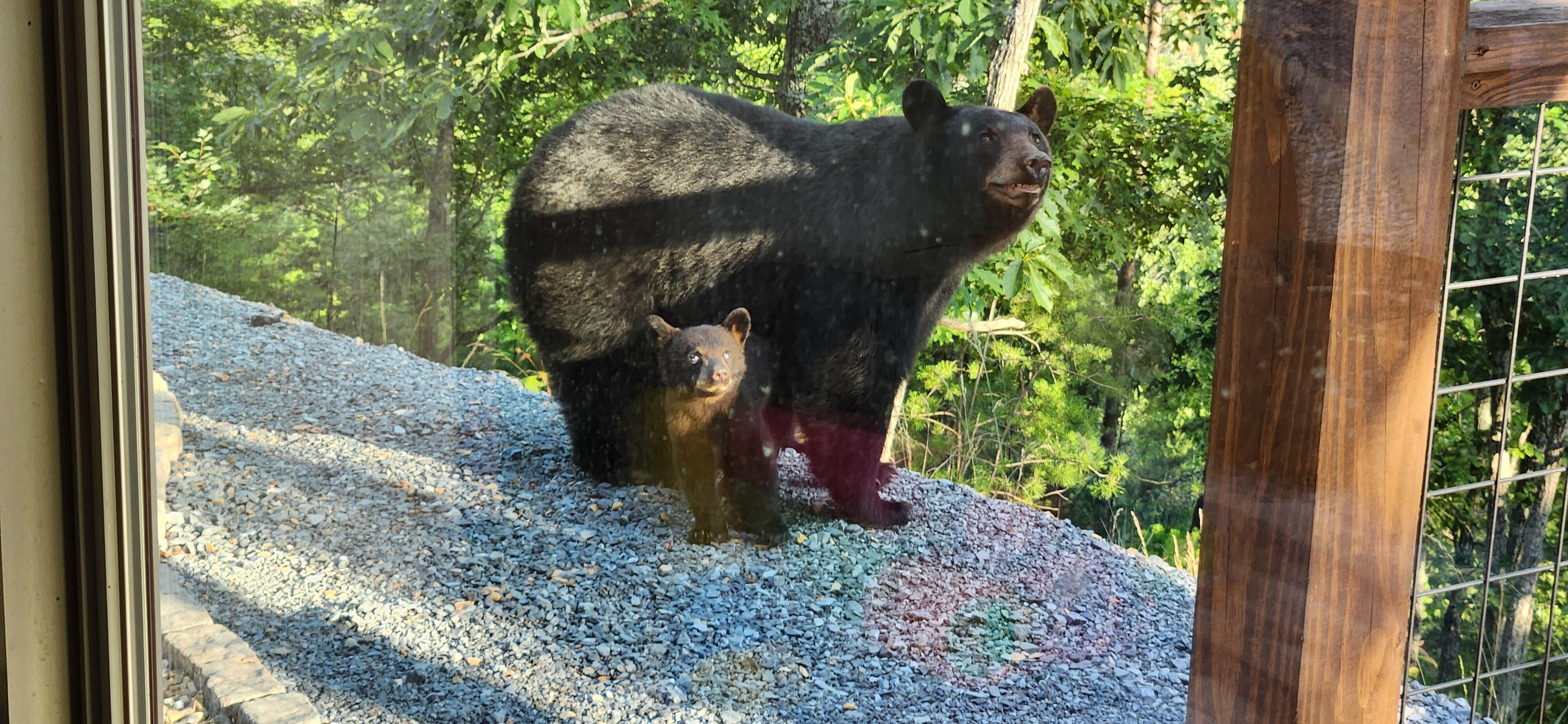 Momma bear and her 3 cubs