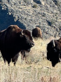More Bison