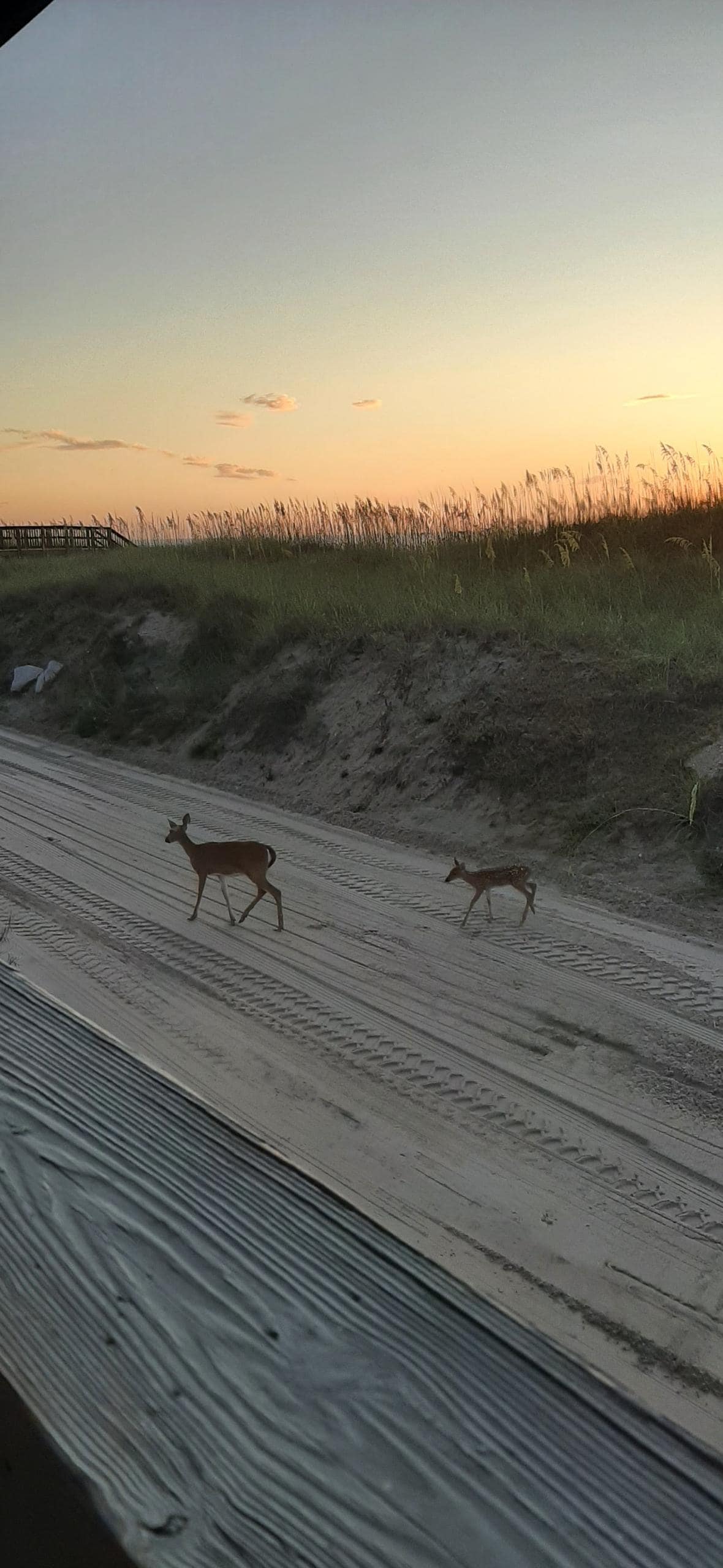 Our early morning visitors.