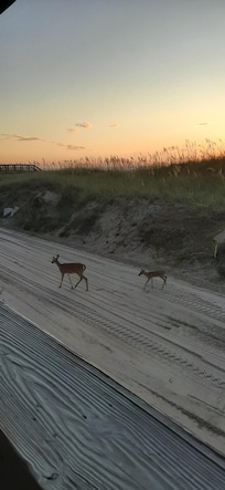 Our early morning visitors.