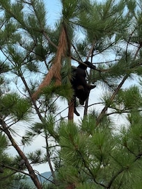 Baby cubs playing