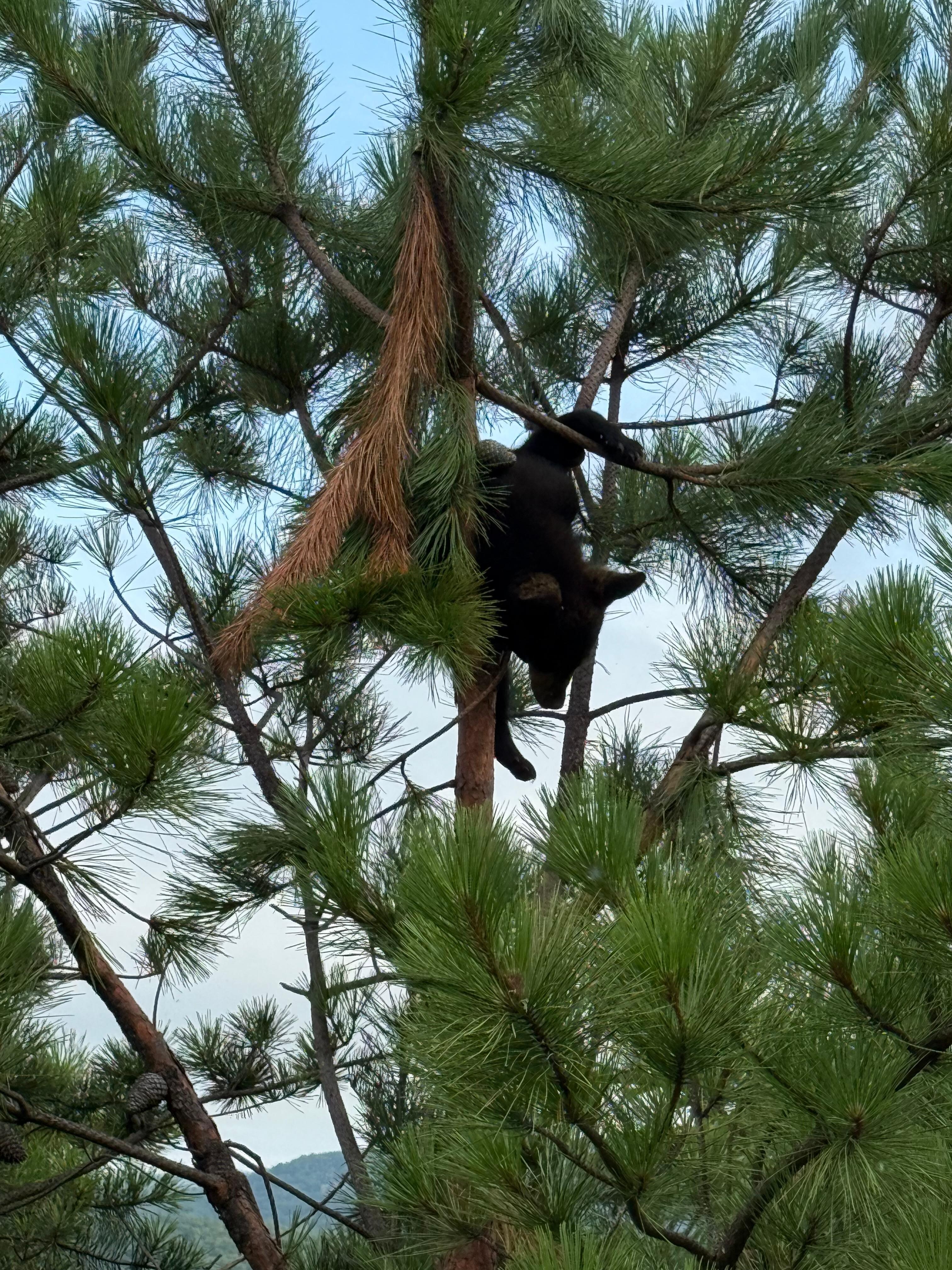 Baby cubs playing 