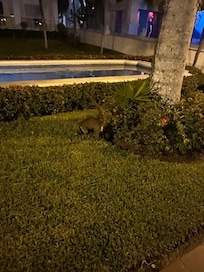 Coati wandering the grounds