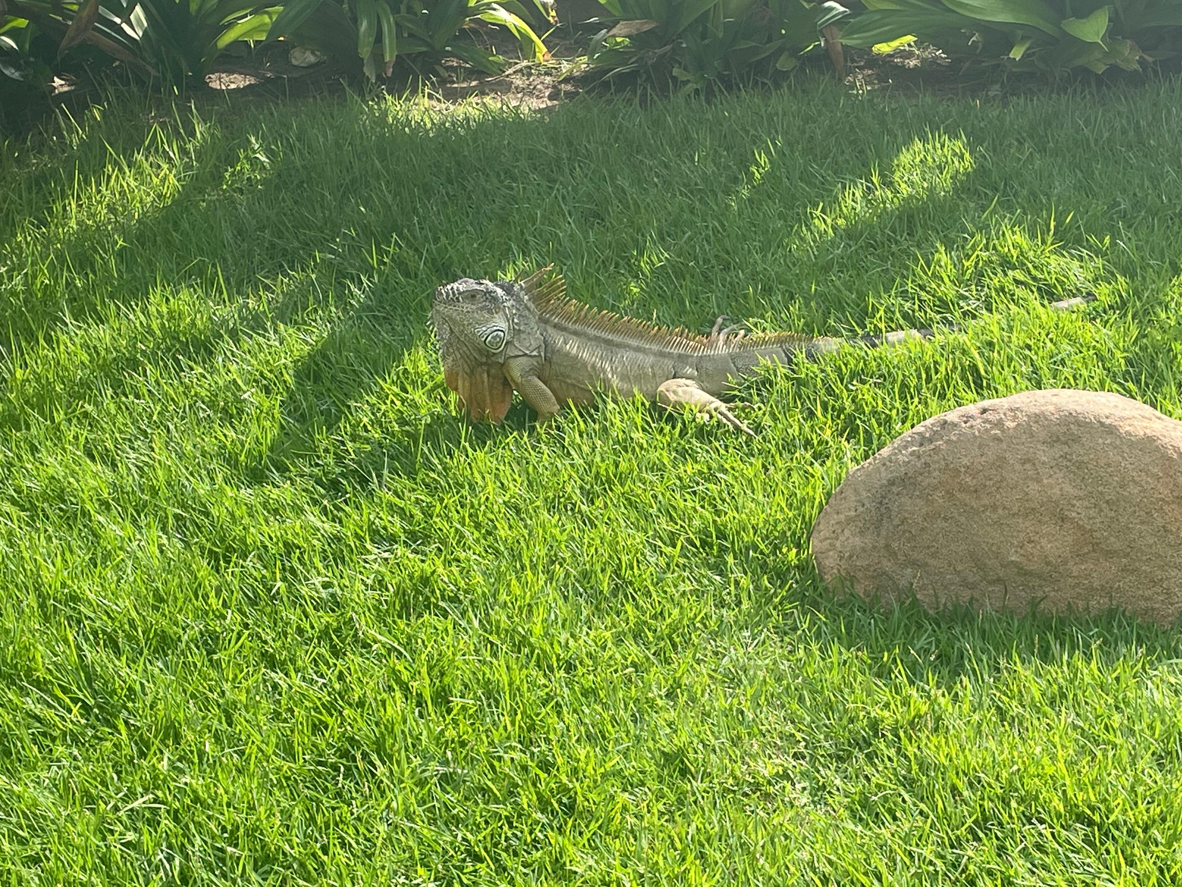 Iguana posing for pictures.