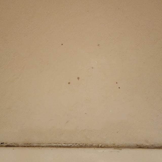 bathroom mold