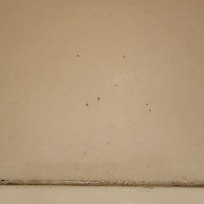 bathroom mold