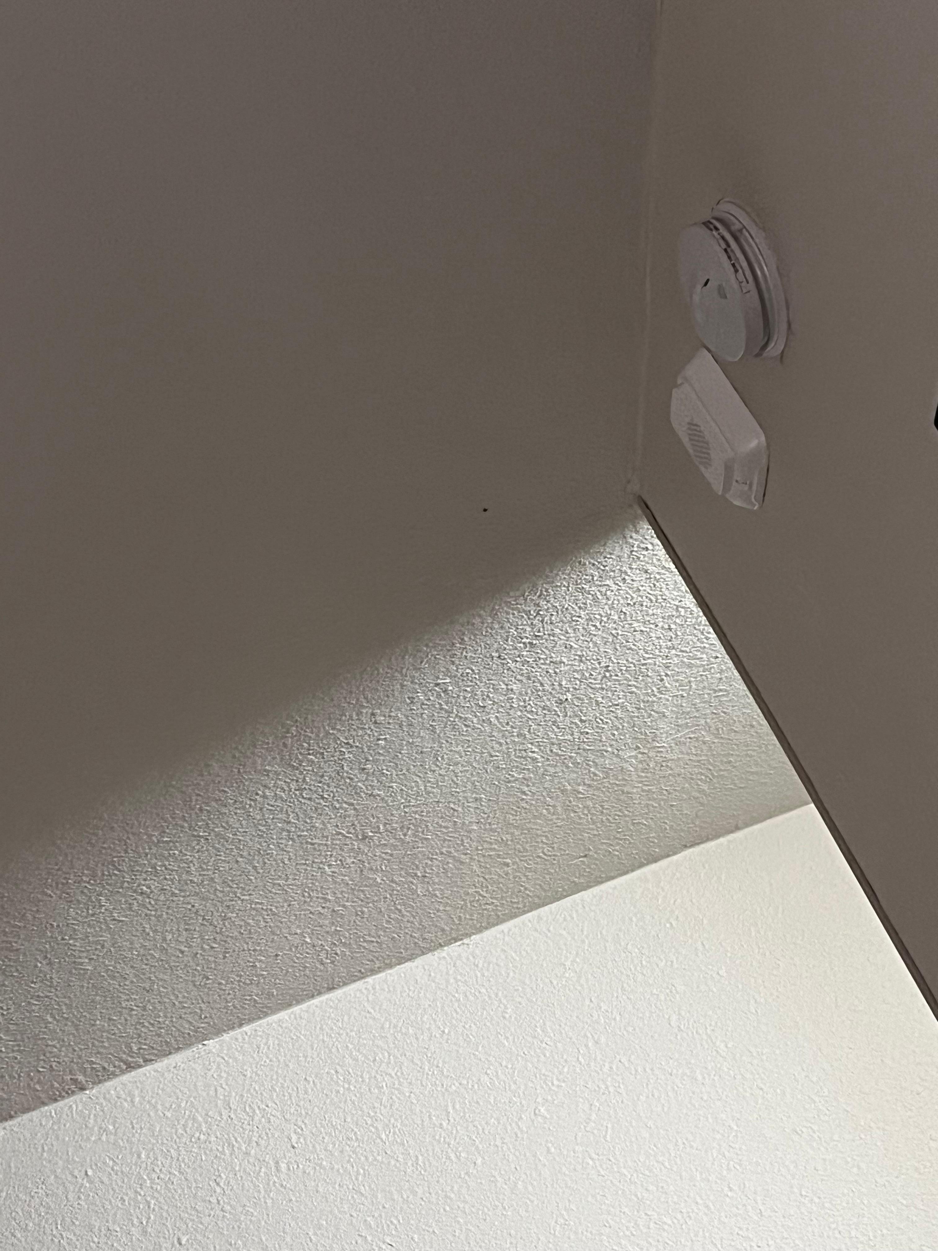 Fruit flies on ceiling.