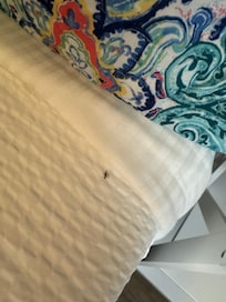 Flying bugs on the bed