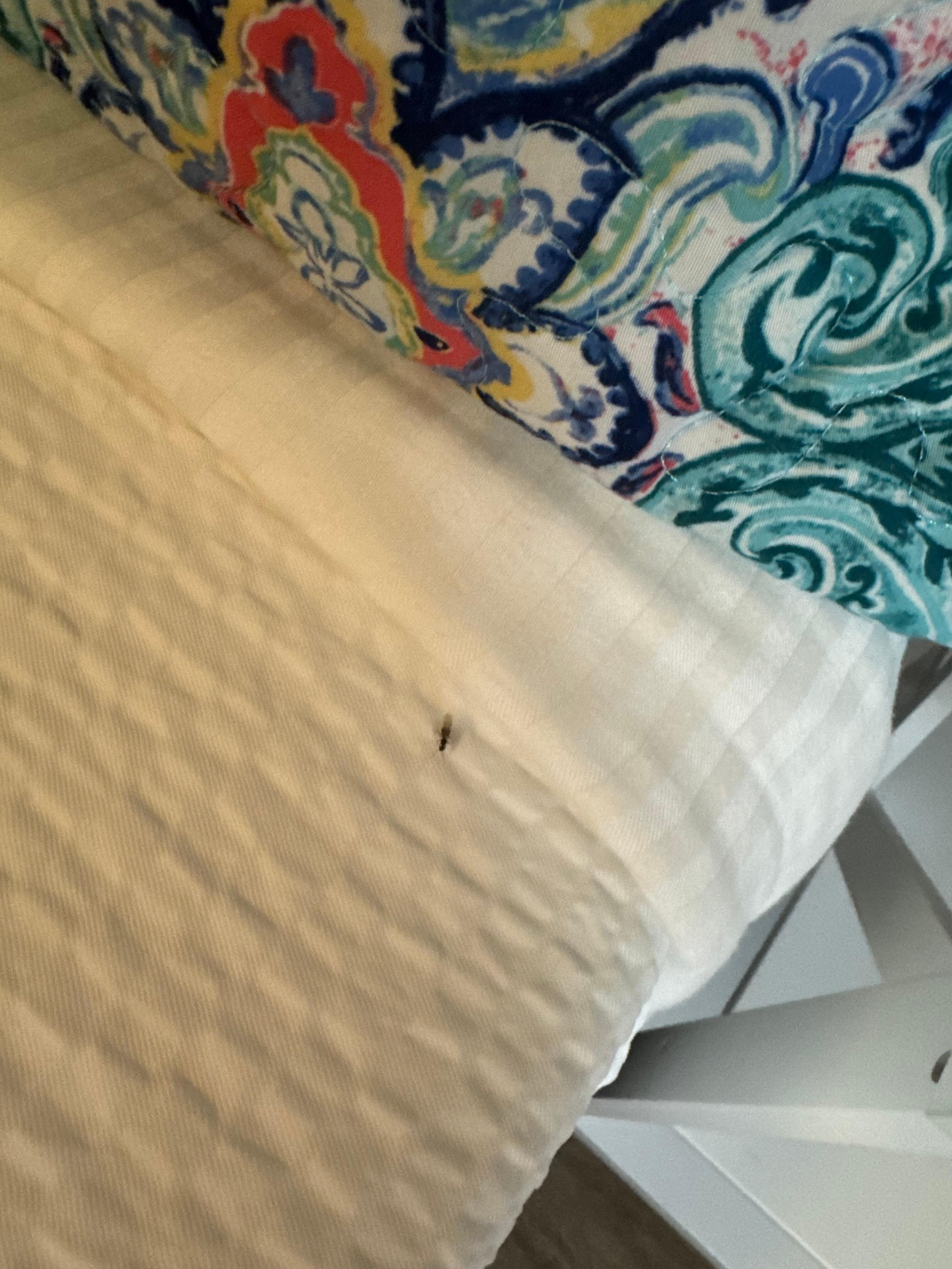 Flying bugs on the bed 