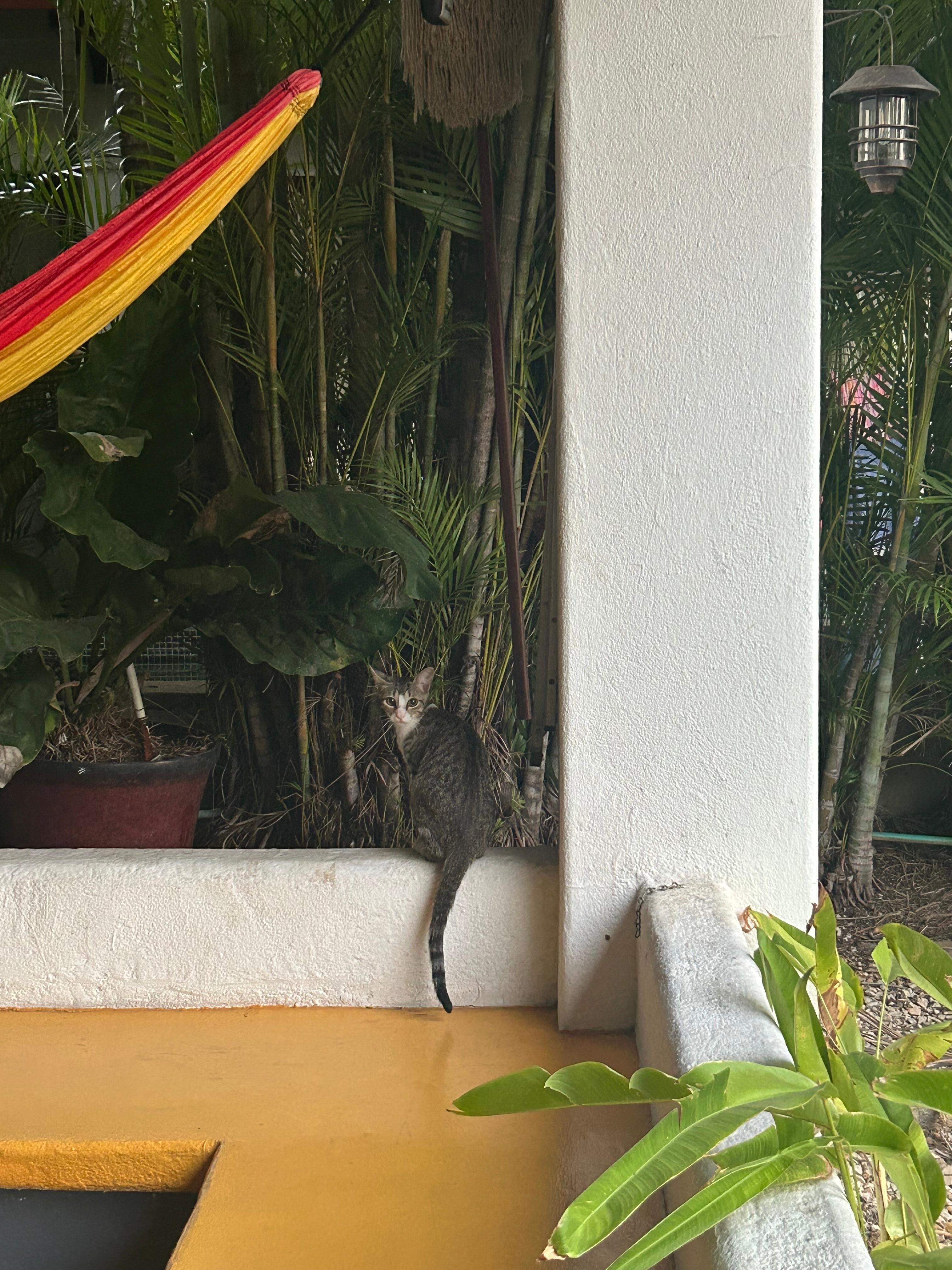 Kitties might stop by to say hello! 