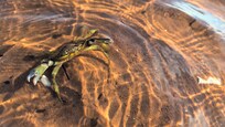 Tea Hill Beach -crab