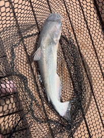 Catfish on site