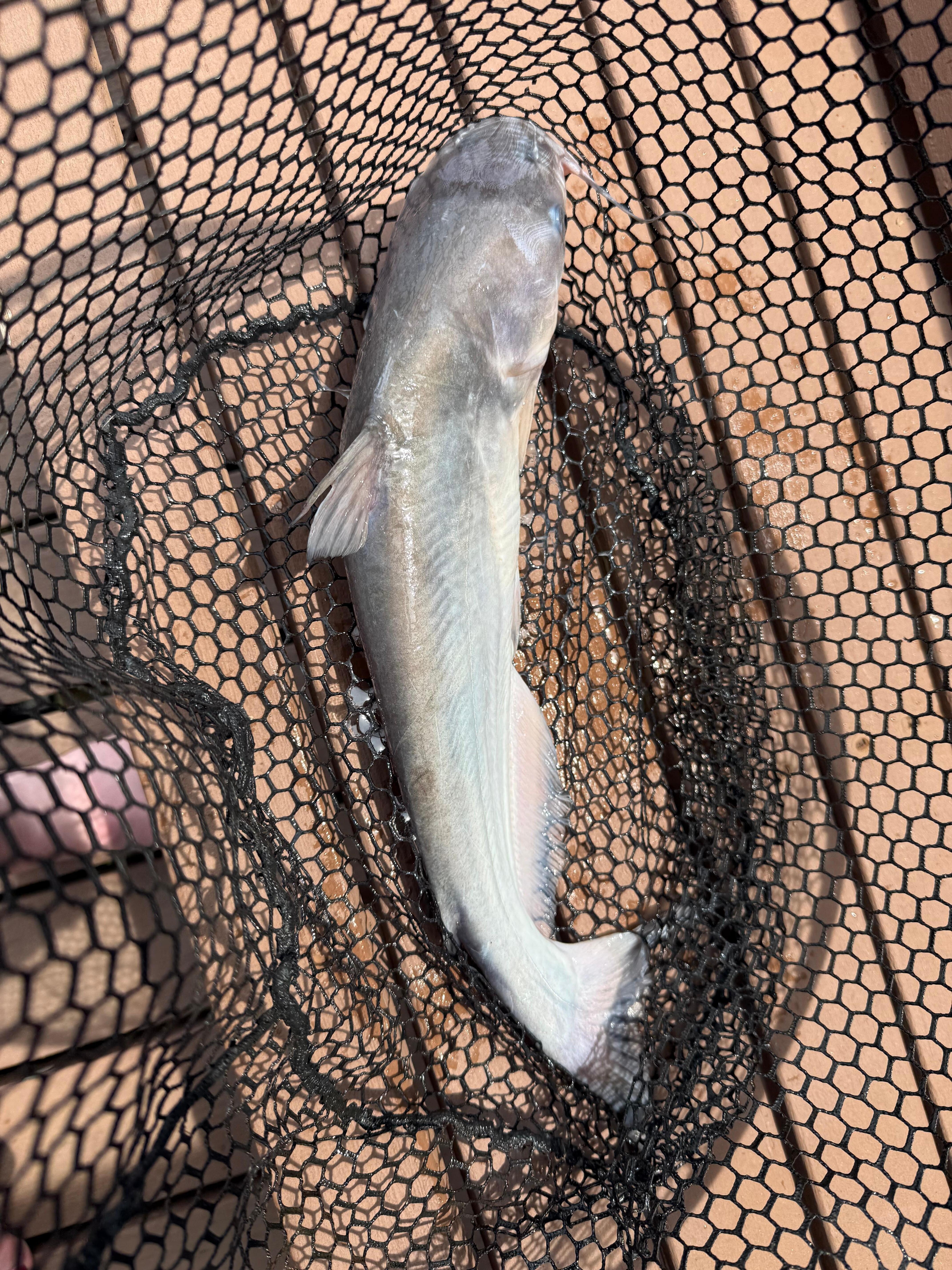 Catfish on site