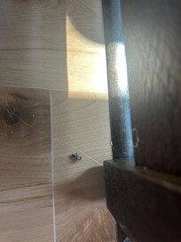One of the dead insects I found on the floor of the loft.