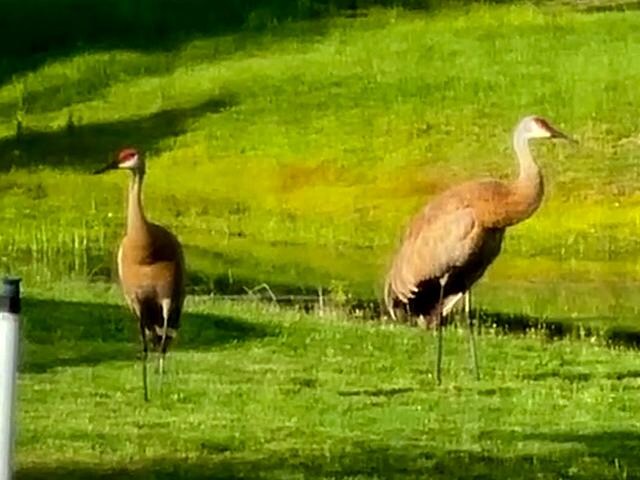 Daily visitors to the pond (pic taken through screen).  Sand cranes.