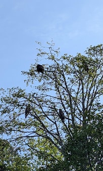 Eagles on the property