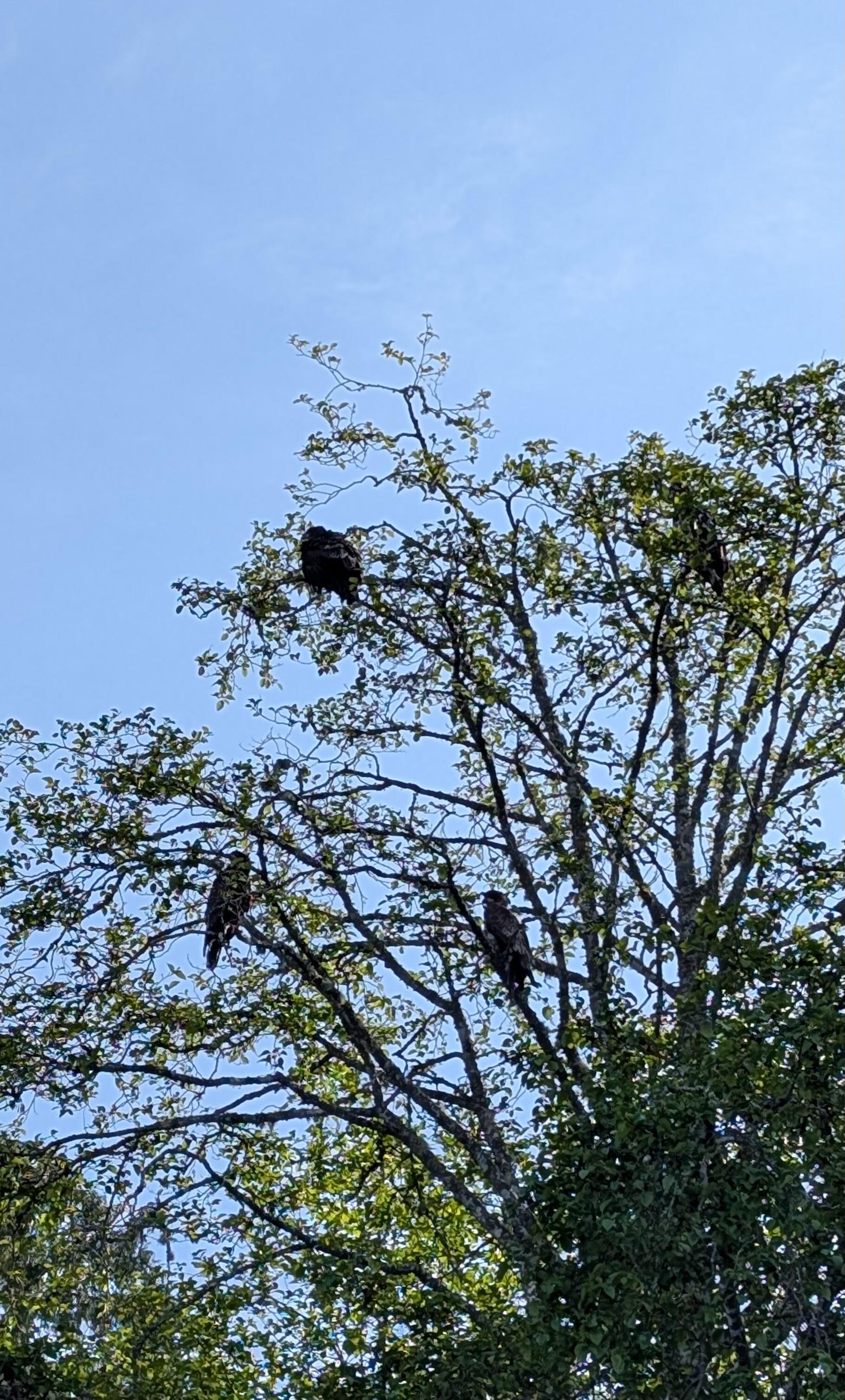 Eagles on the property