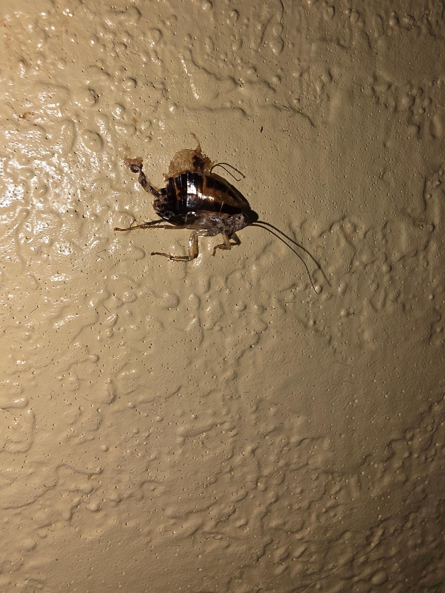 The cockroach that my wife killed while using the restroom