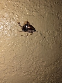 The cockroach that my wife killed while using the restroom