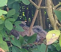 Squabs nesting in the garden. We watched them leave the nest and learn to fly with mama