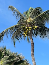 Coconut 🌴