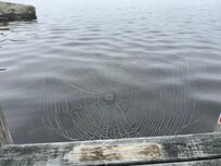 Twins thought this spider web surprise on the dock was fun!