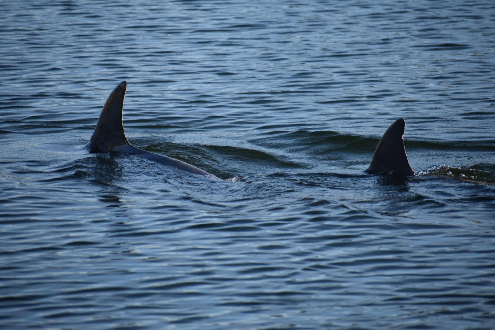 Bottlenose Dolphins in front of dock