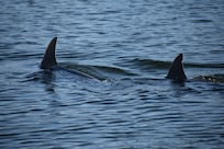 Bottlenose Dolphins in front of dock