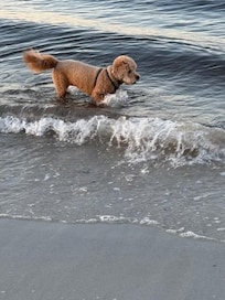 Honey enjoying the beach