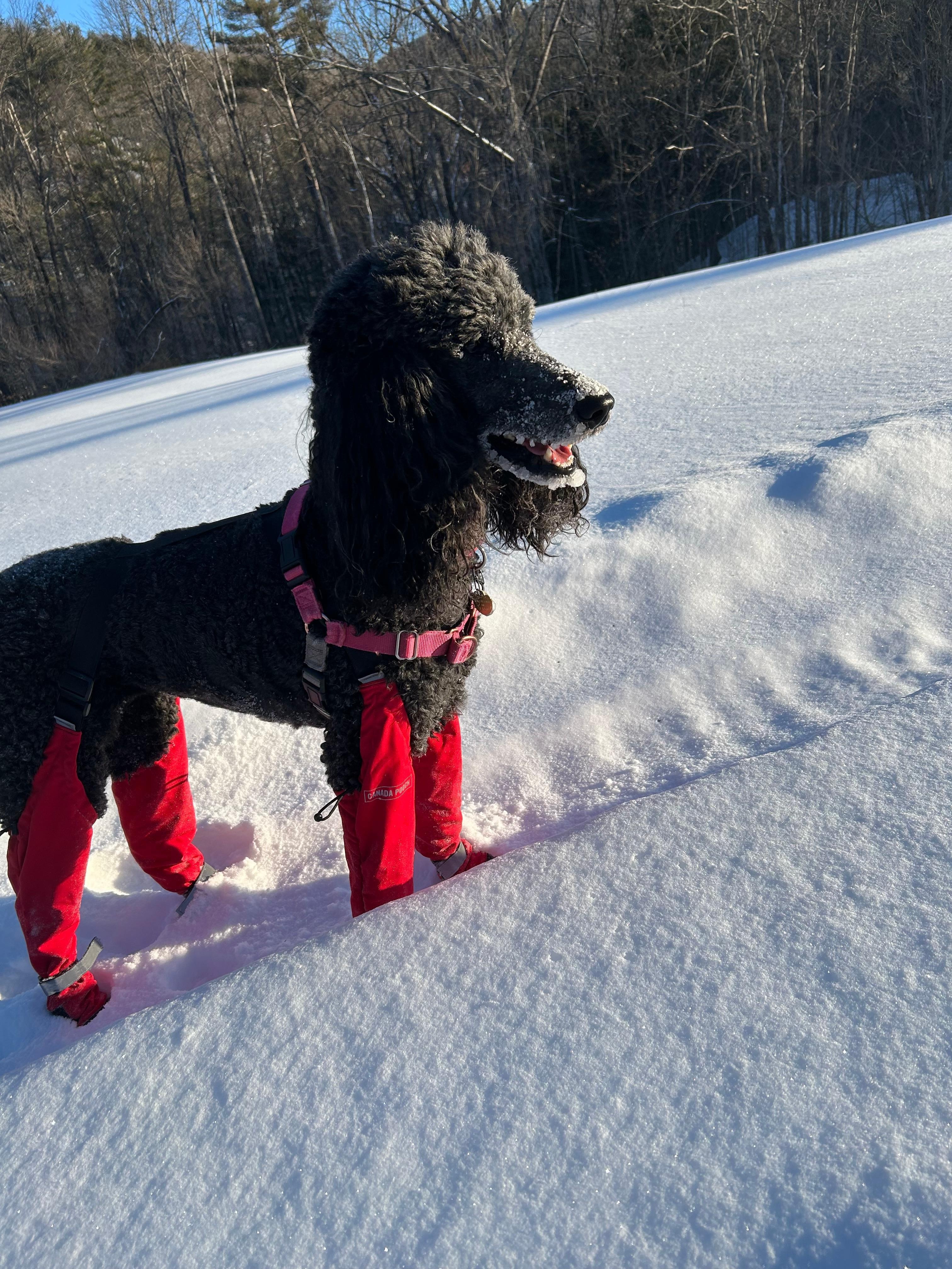 Snow shoeing at Owl's nest