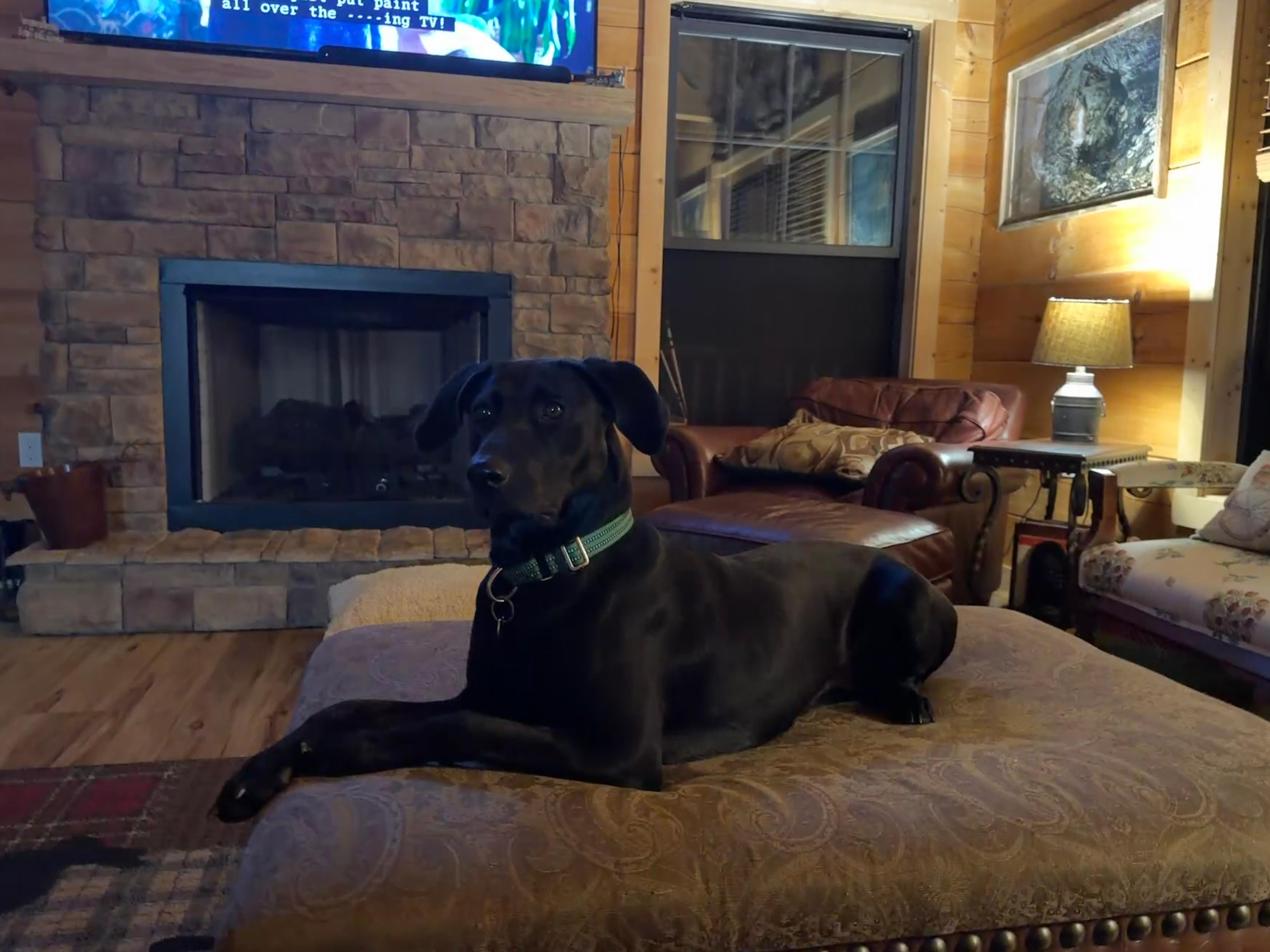 Love being able to take our dog.