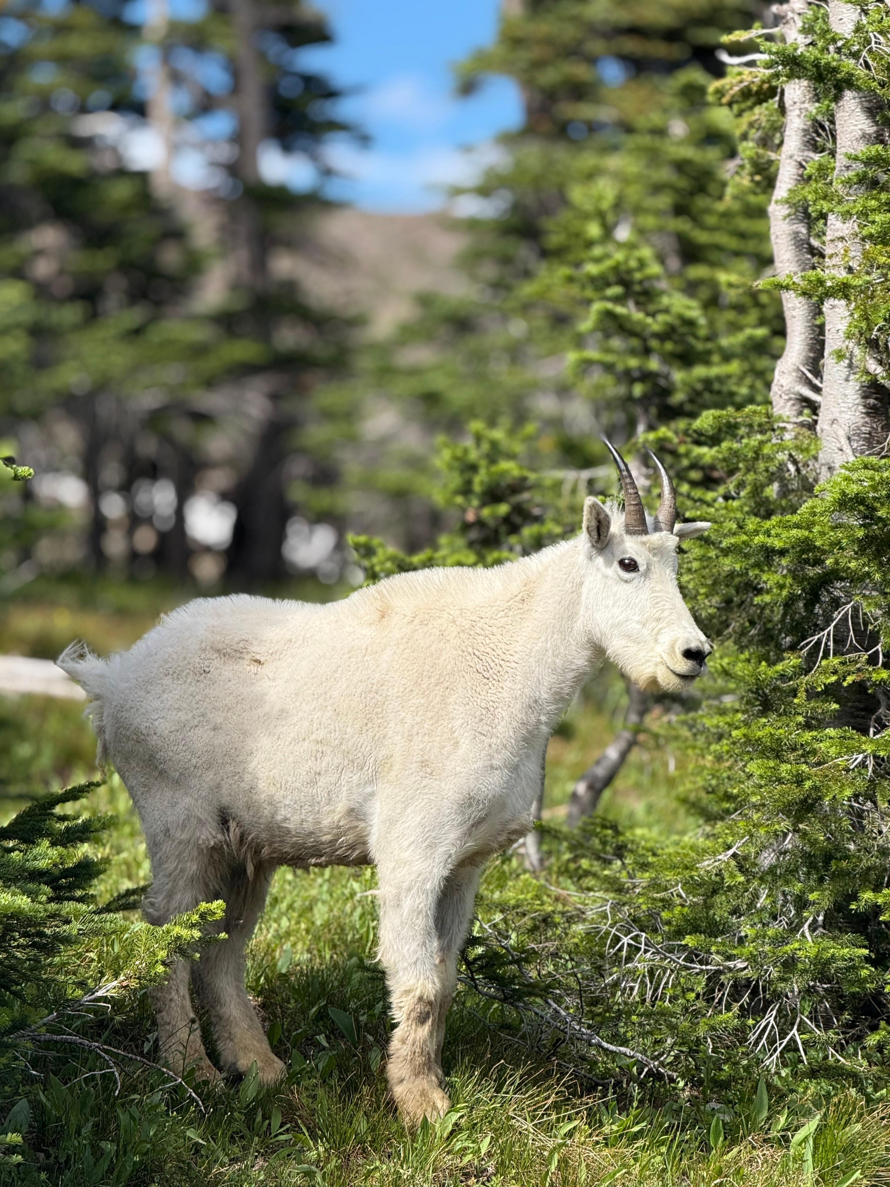 Mountain Goat in GNP.